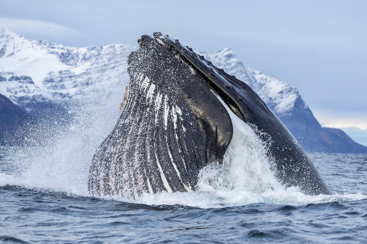 Canon R3 + RF 100-500mm, foto Kjetil Schjølberg